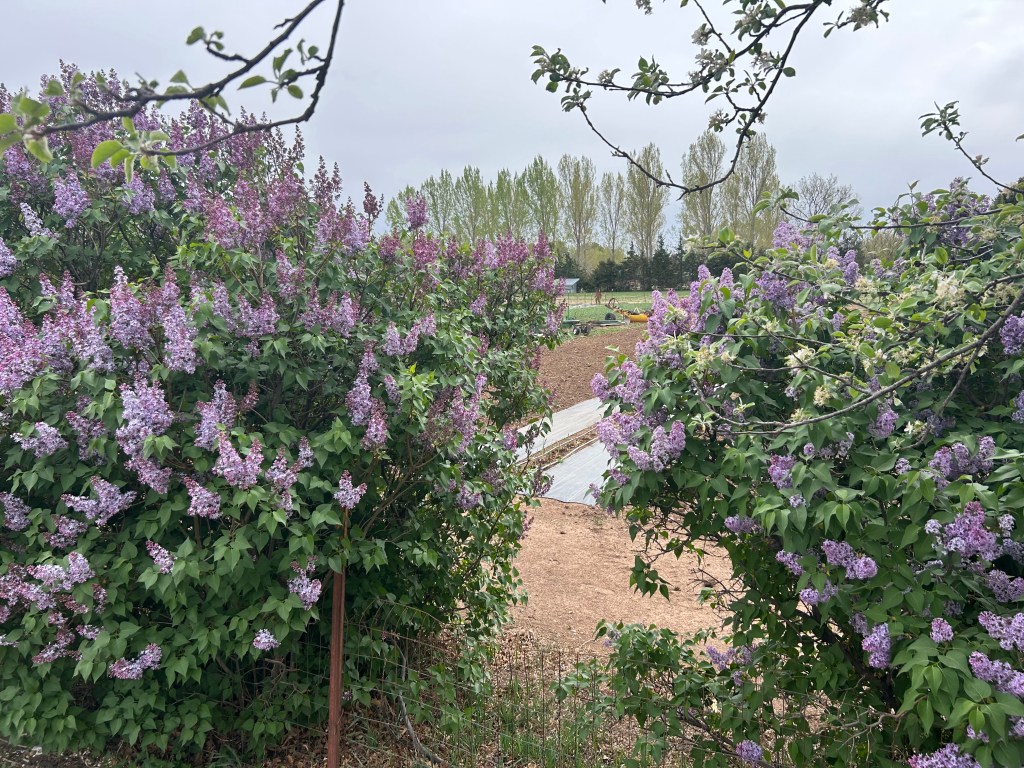 Early Bloomers: A neighborhood garden center manages the delightful dilemma of an early spring