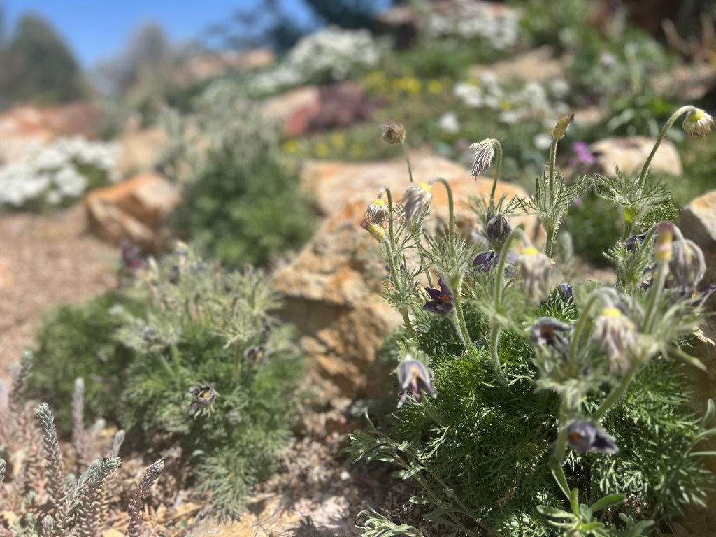 CSU Day at The Gardens on Spring&nbsp;Creek